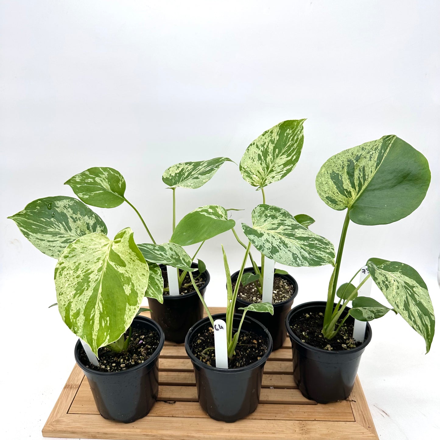 Monstera Bulbasaur in 4” Pot