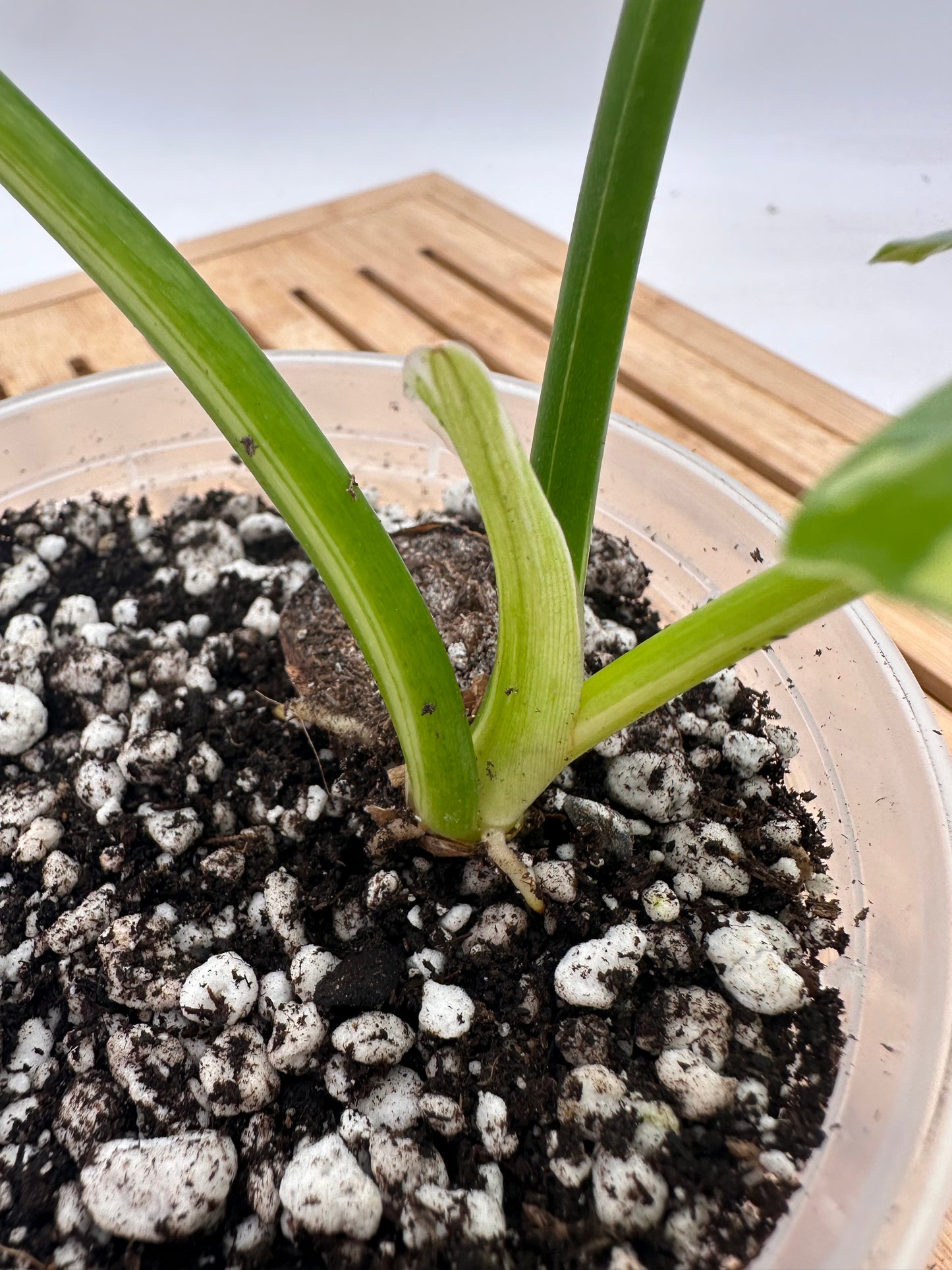 Philodendron Golden Dragon Albo Variegated