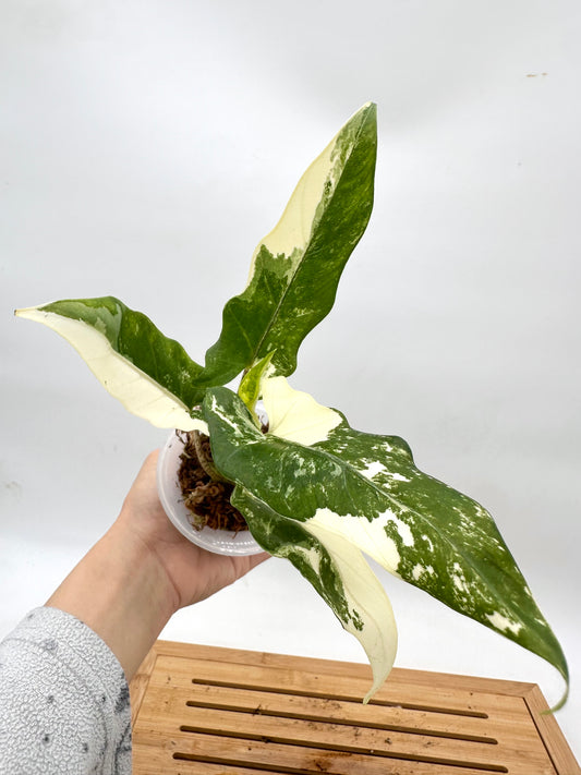 Alocasia Lauterbachiana Albo Variegated 068