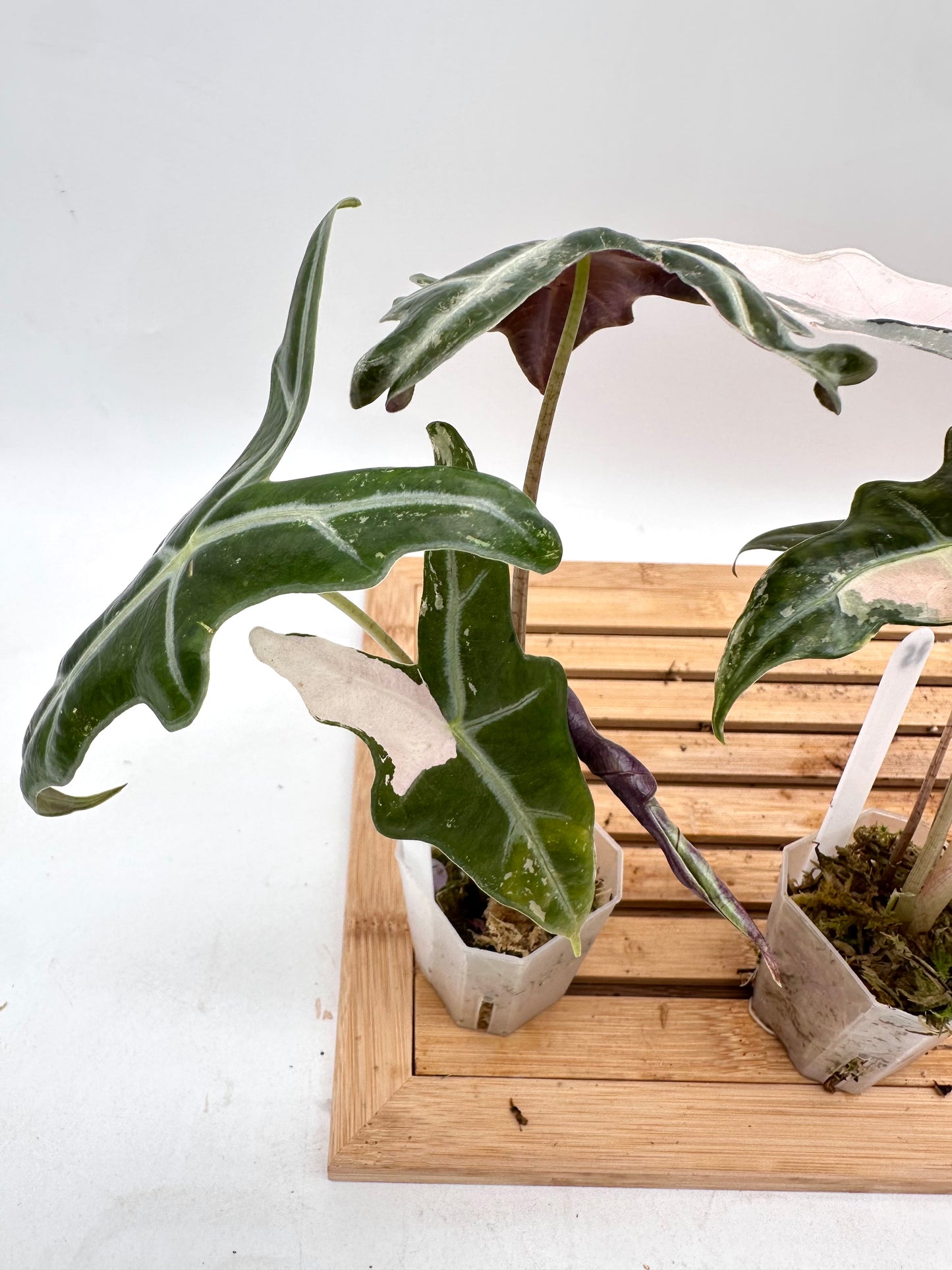 Alocasia Nobilis Pink Variegated 074 075