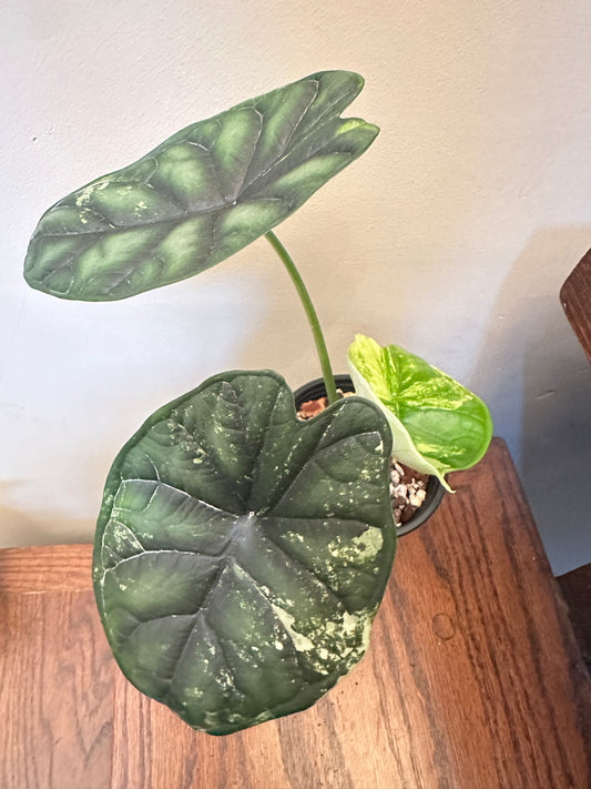 Alocasia Dragon Scale Albo Variegated