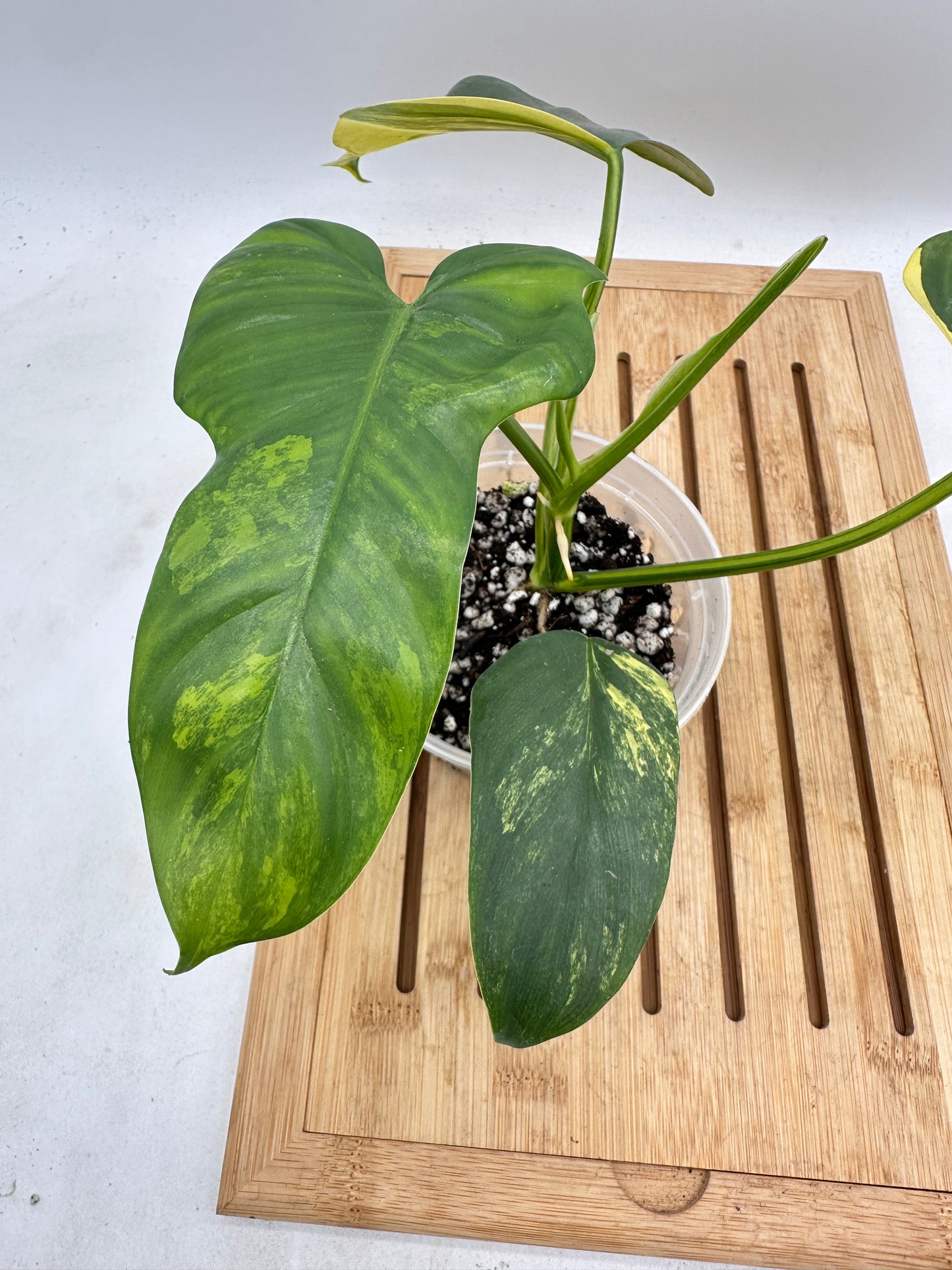 Philodendron Violin Variegated