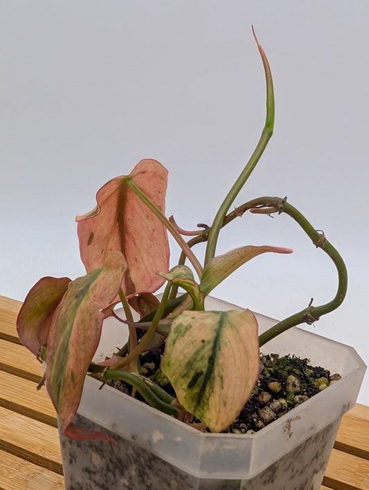 Philodendron Micans Mint Pink Variegated