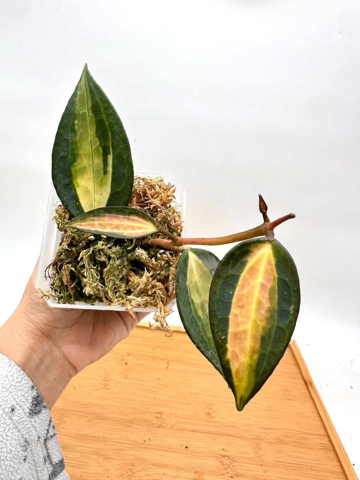 Hoya ‘Pot of Gold’