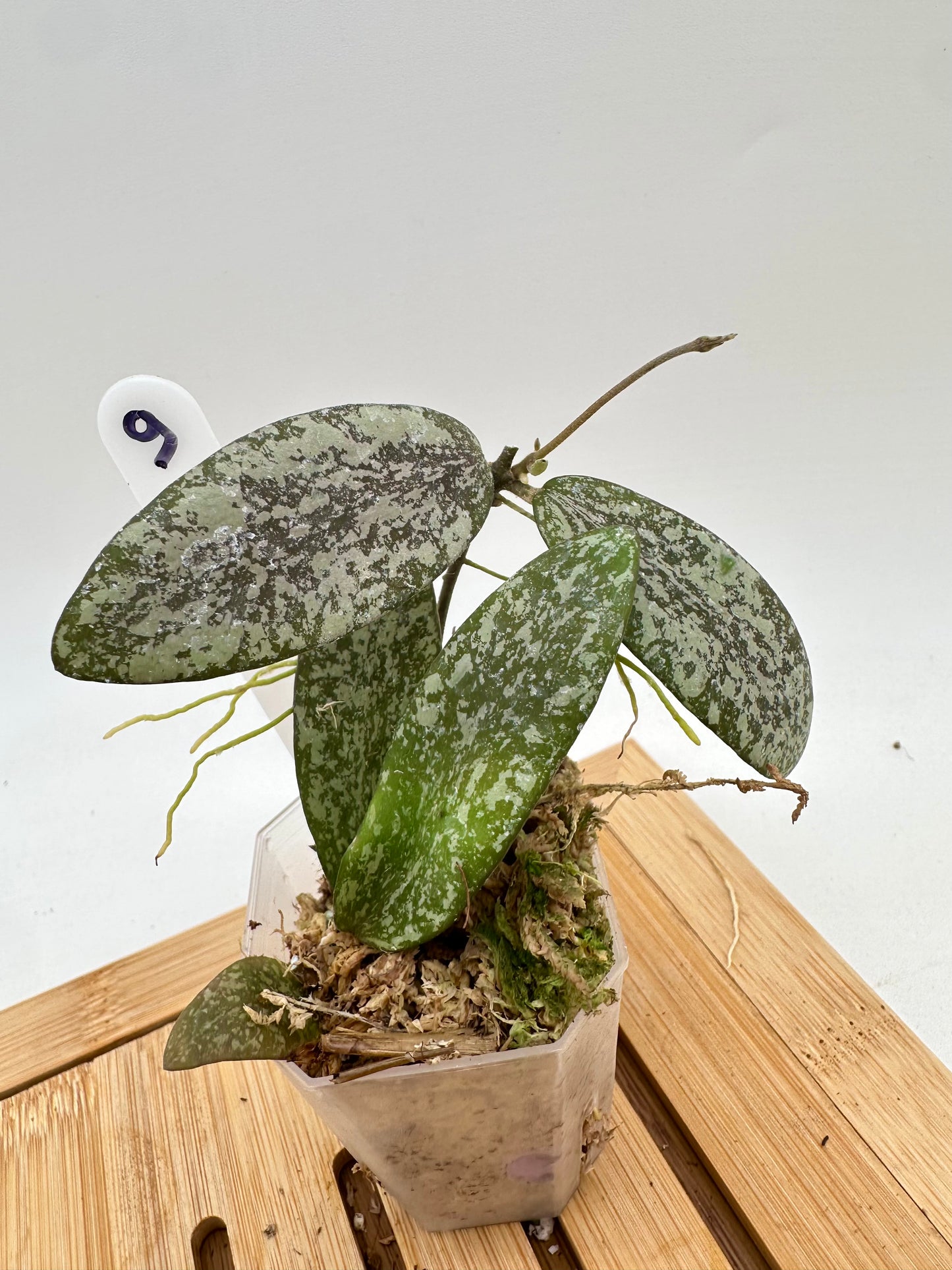 Hoya Sigillatis Silver AH001