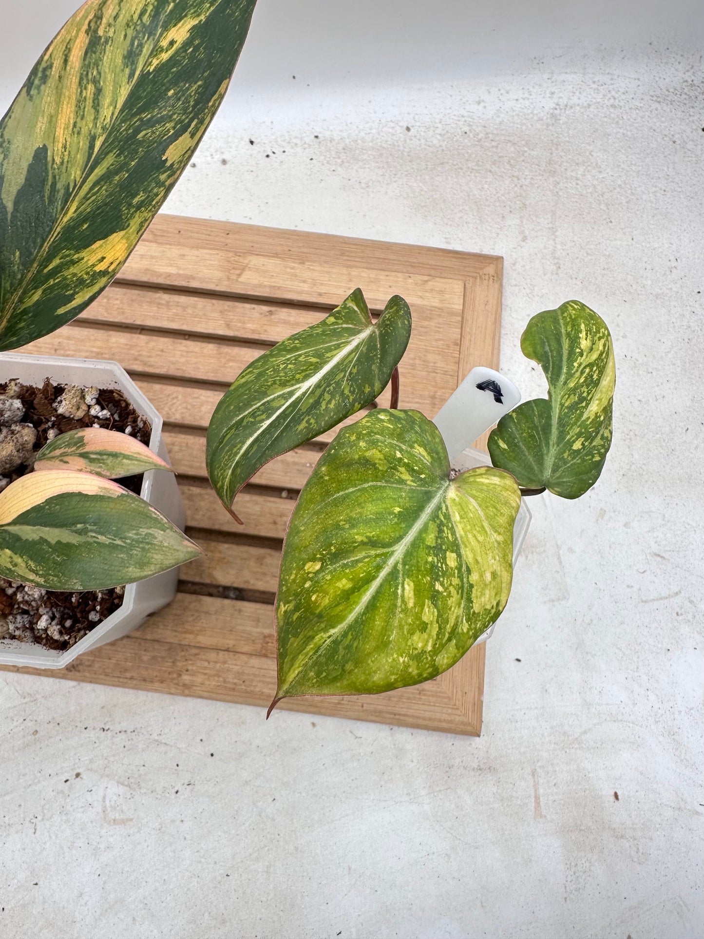 Combo Sale - Philodendron Red Congo Variegated & Gloriosum Variegated