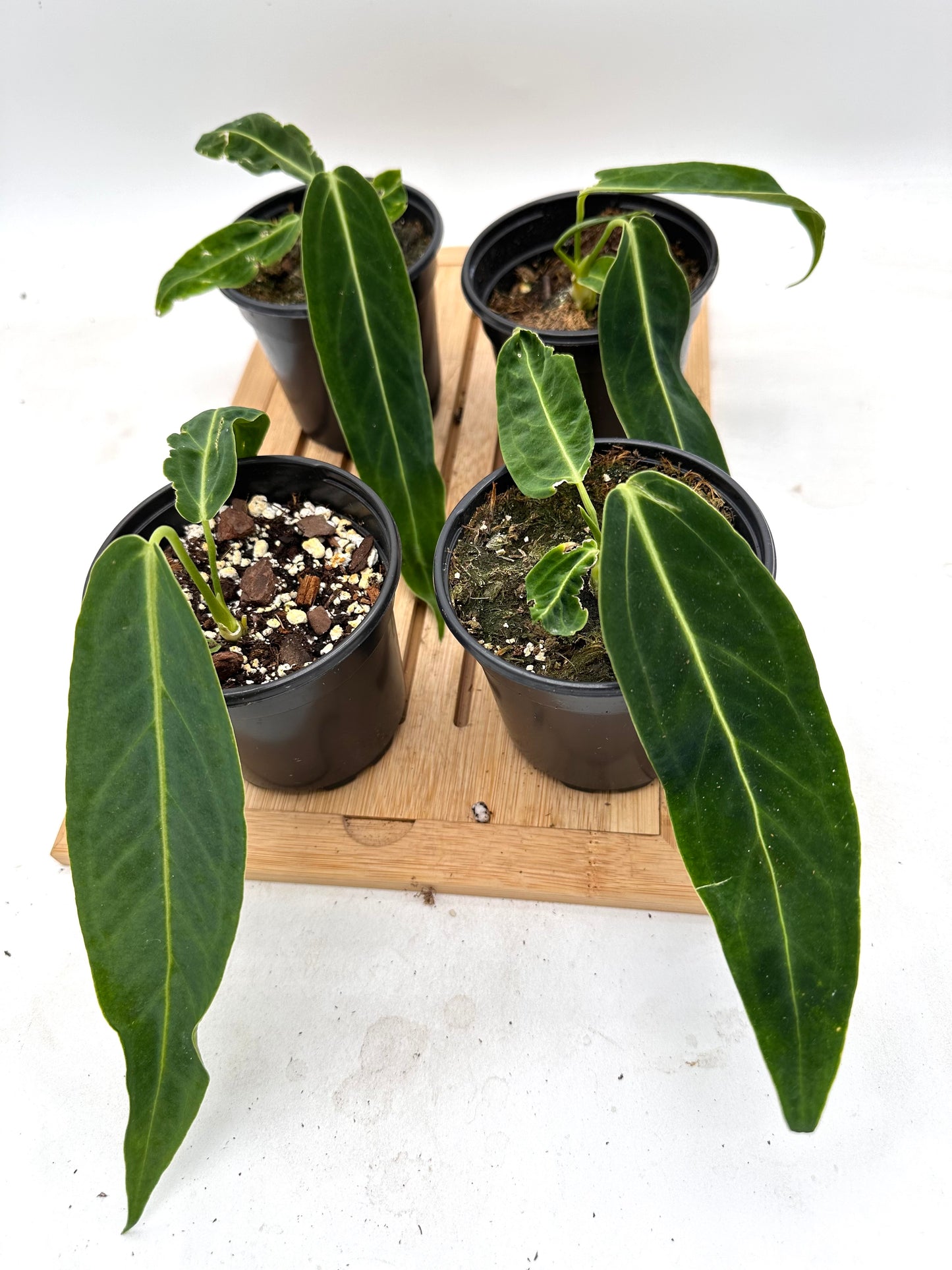 Anthurium Warocquenum Queen