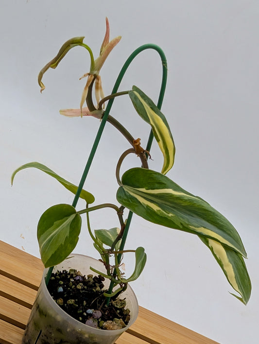 Philodendron Rio