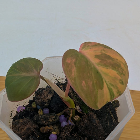 Philodendron Micans Variegated
