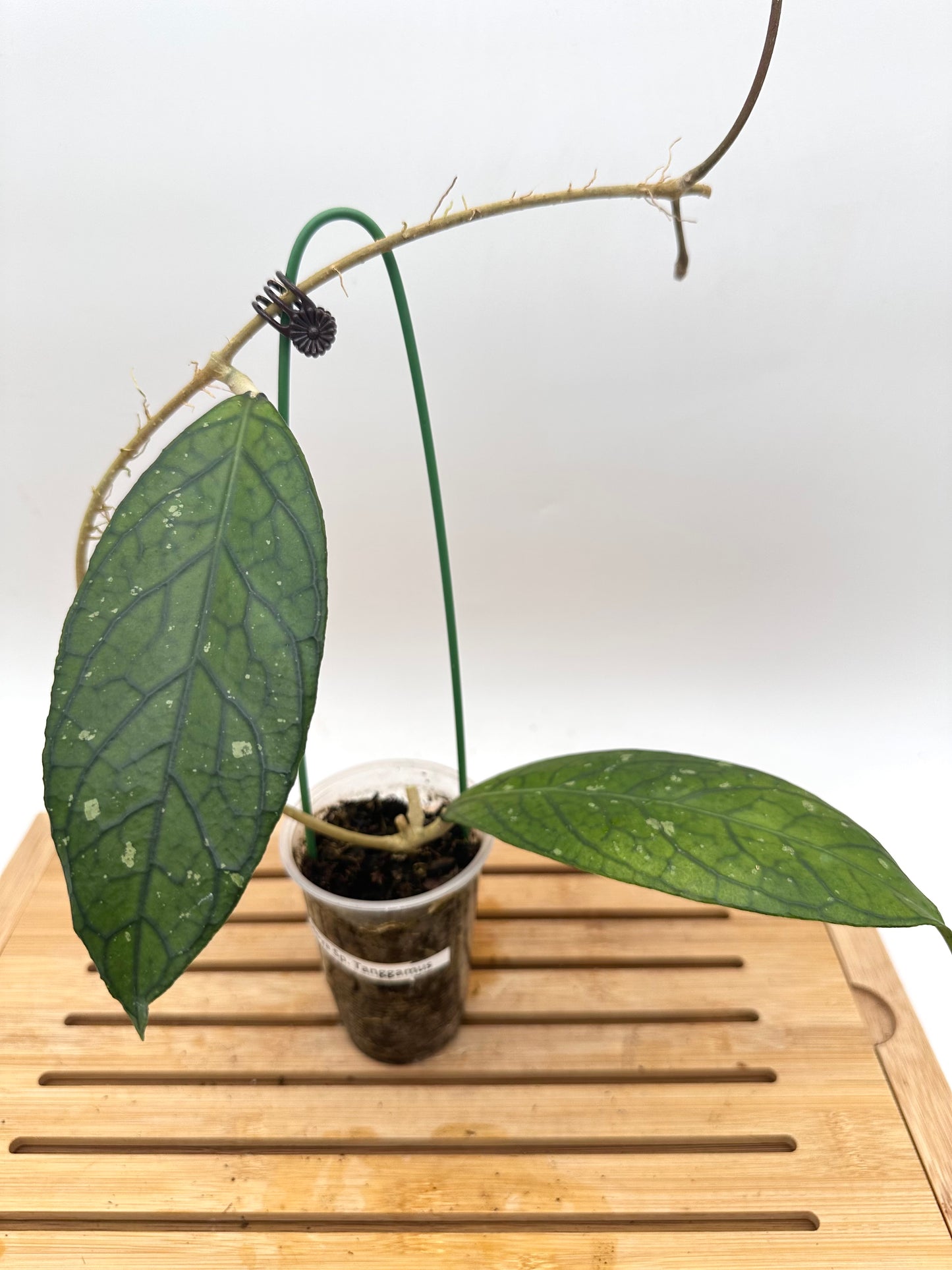 Hoya Sp. Tanggamus