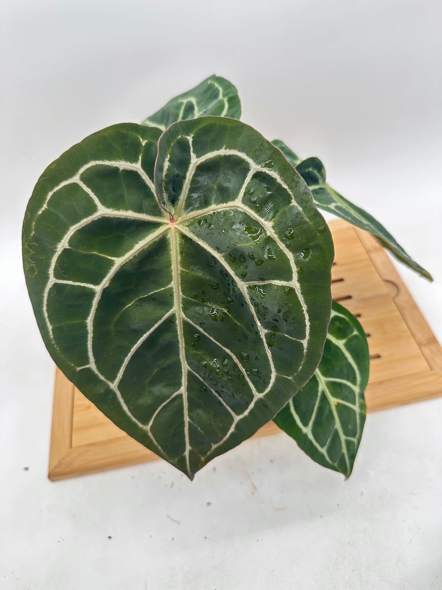 Anthurium Tim Anderson Memorial - Size Large
