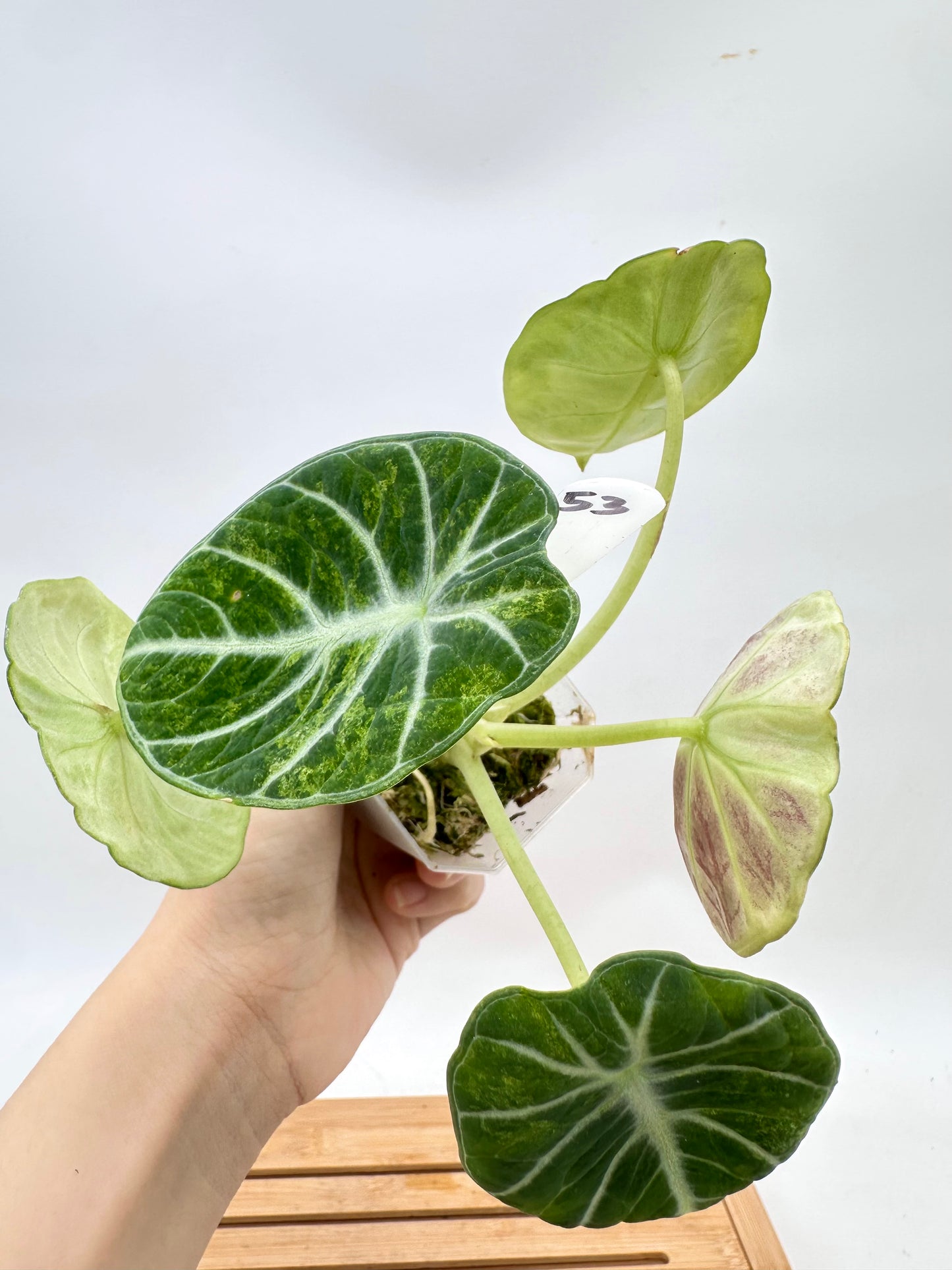 Alocasia Ninja Tri-Color Variegated