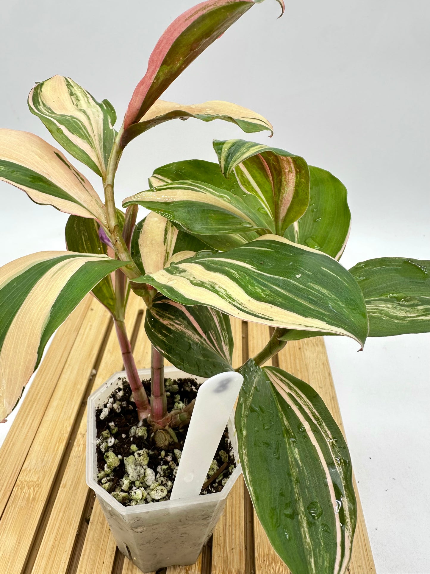 Spiral Ginger - Rare Pink Variegated 🩷
