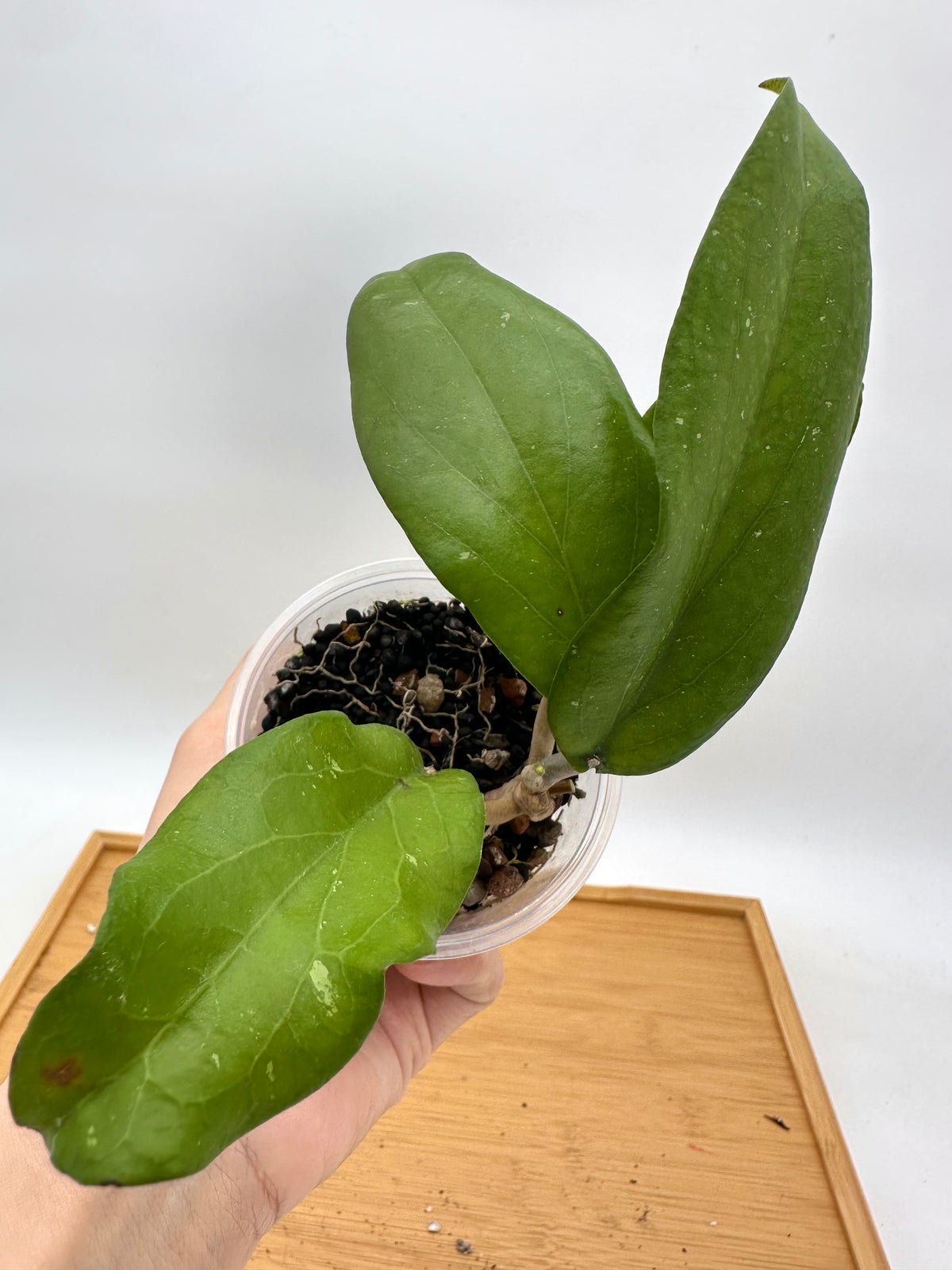 Hoya Erythrina ‘Bajo’