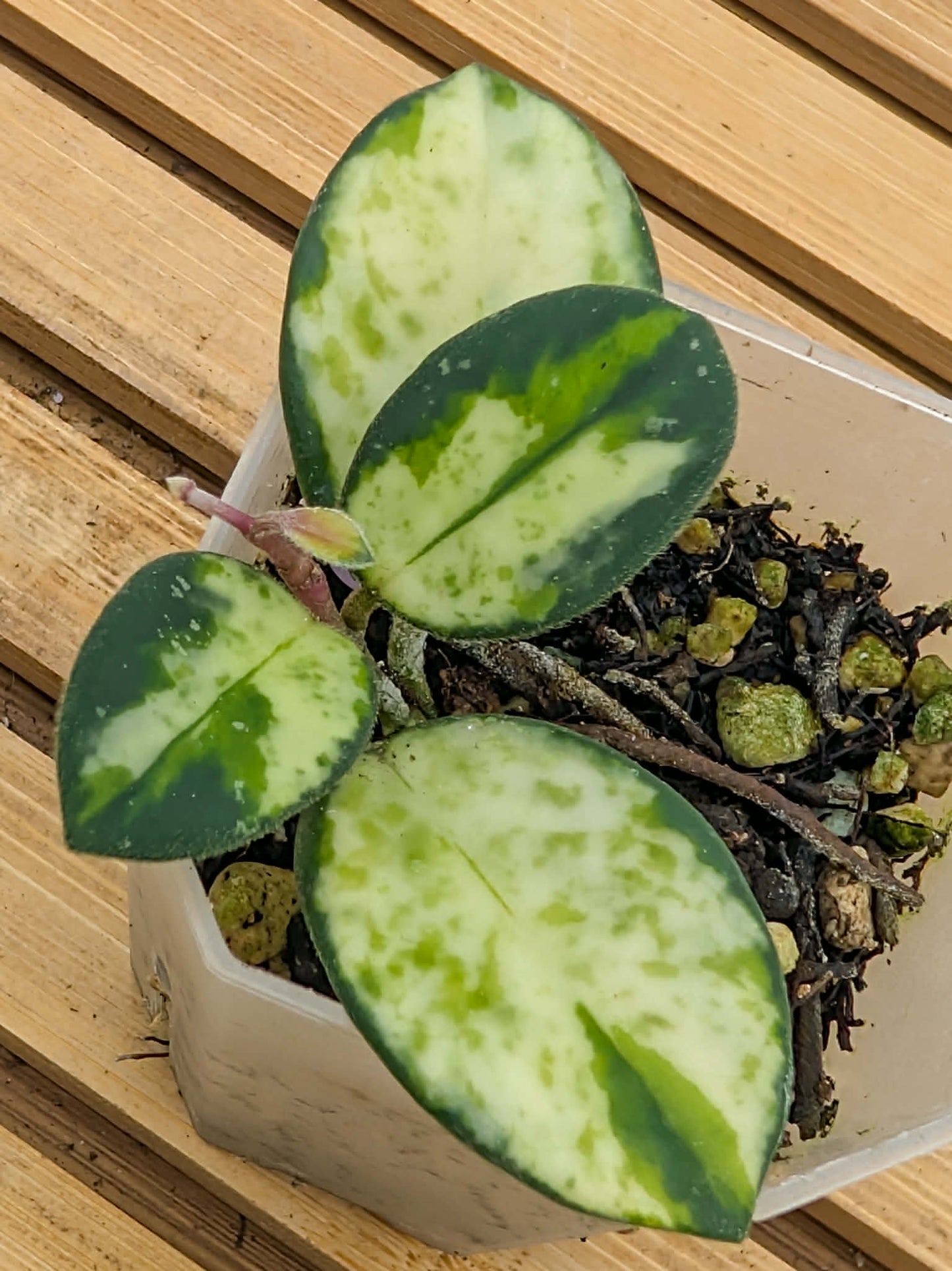 Hoya Mathilde Variegated