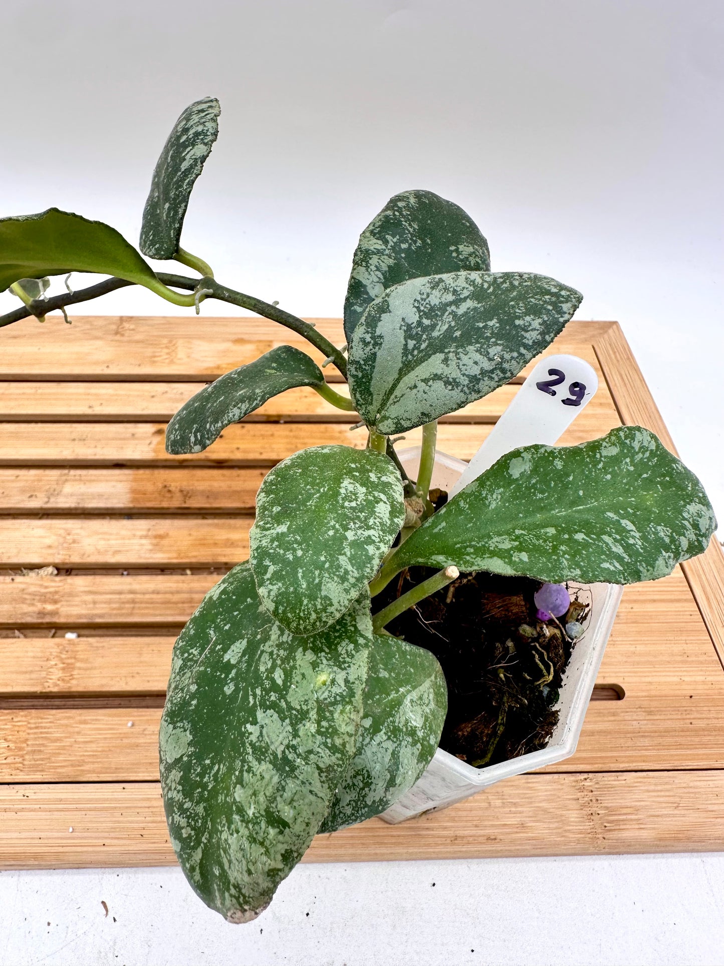 Hoya Cloudy Sky - Multiple growths