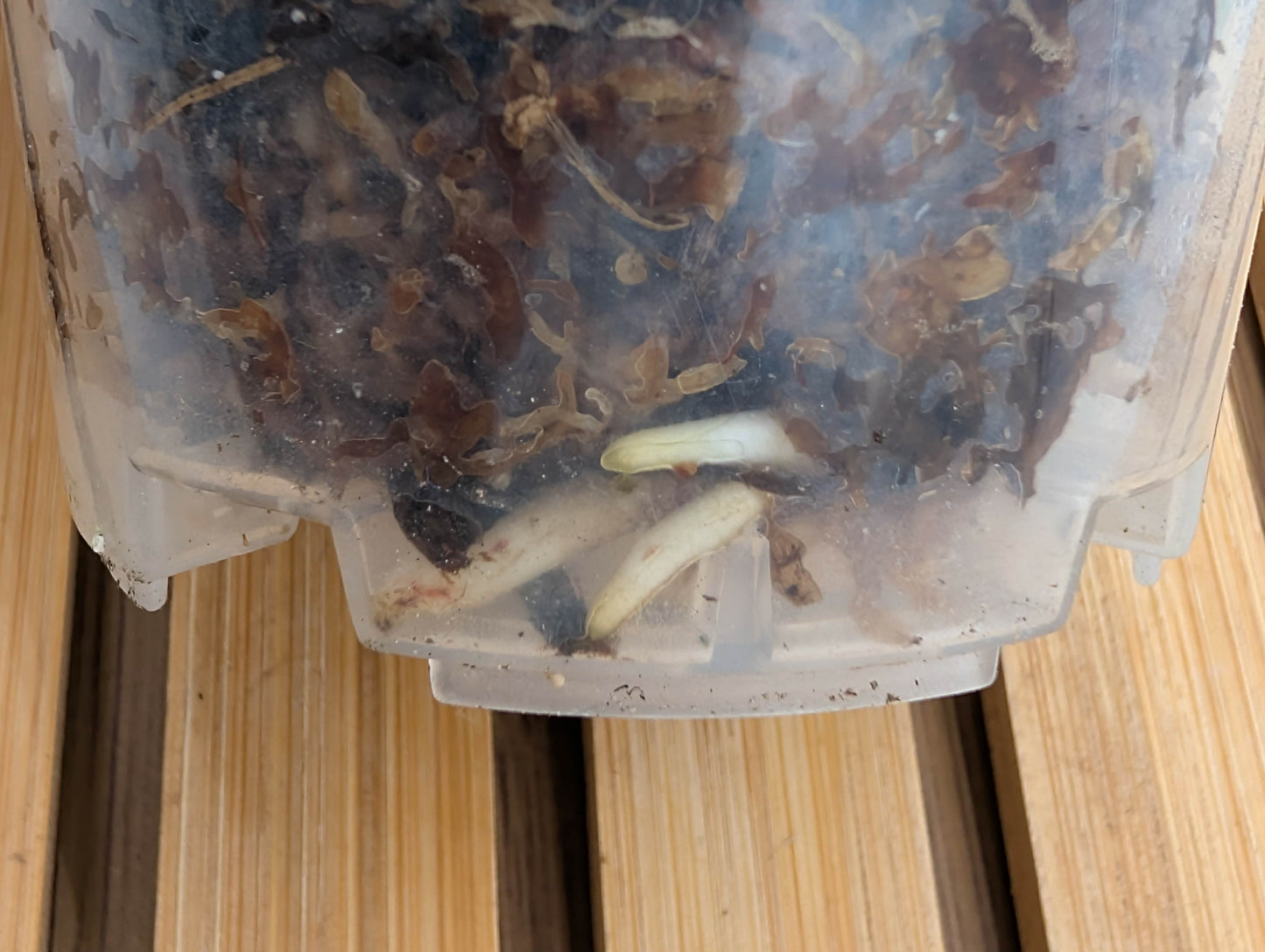 Scindapsus Jade Satin Variegated