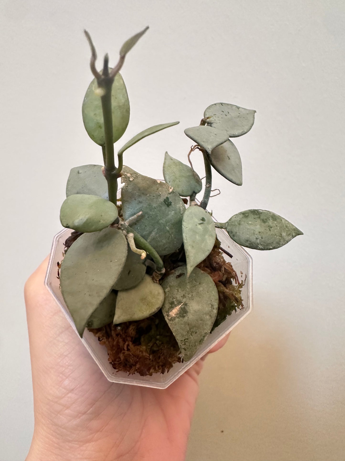 Hoya Mint Coin