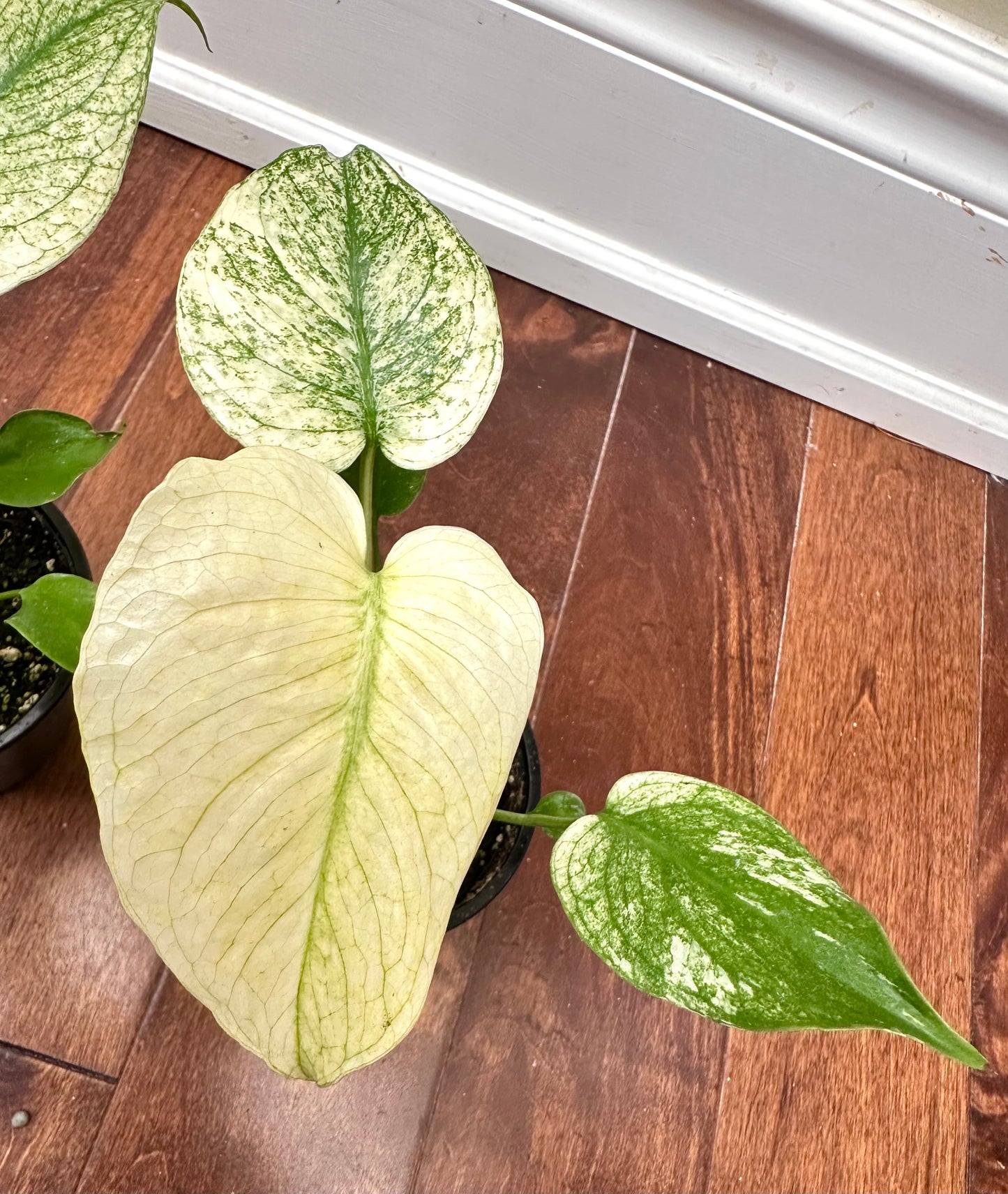 Monstera White Monster