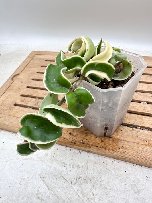Hoya Compacta Albomarginata  - Thanksgiving Sale 💚