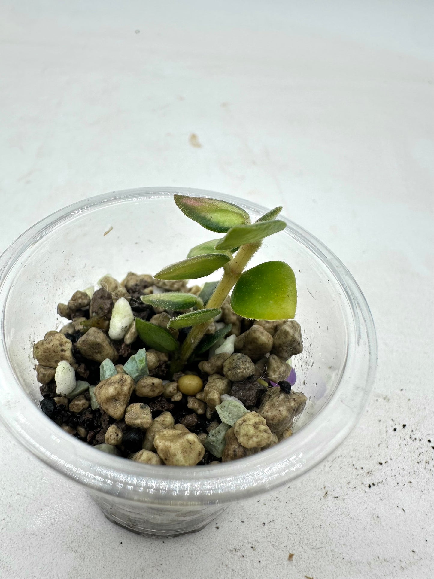 Hoya Chinghungensis Variegated