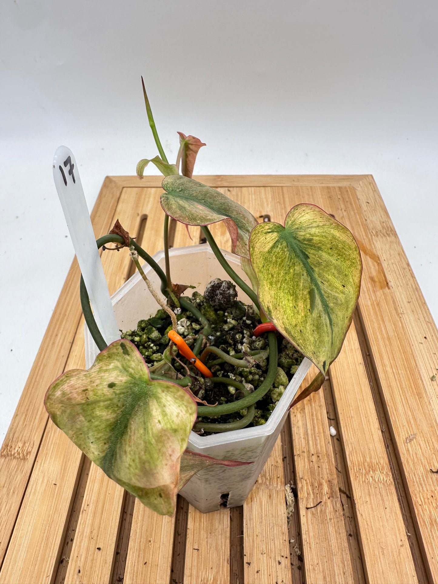 Philodendron Micans Mint Variegated