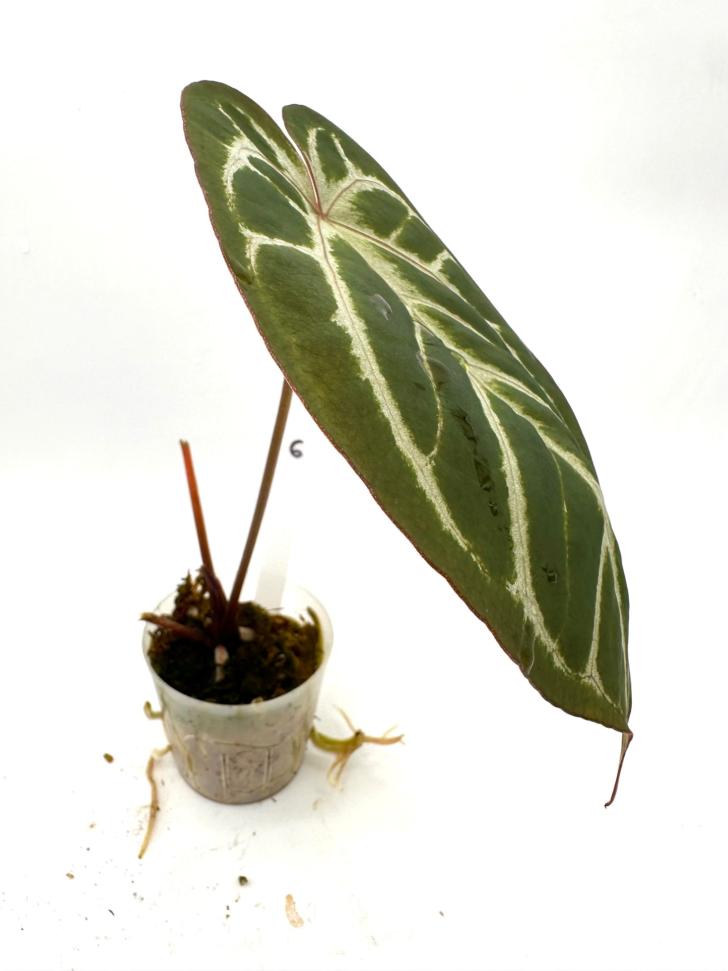 Anthurium Crystallinum X Noid 06
