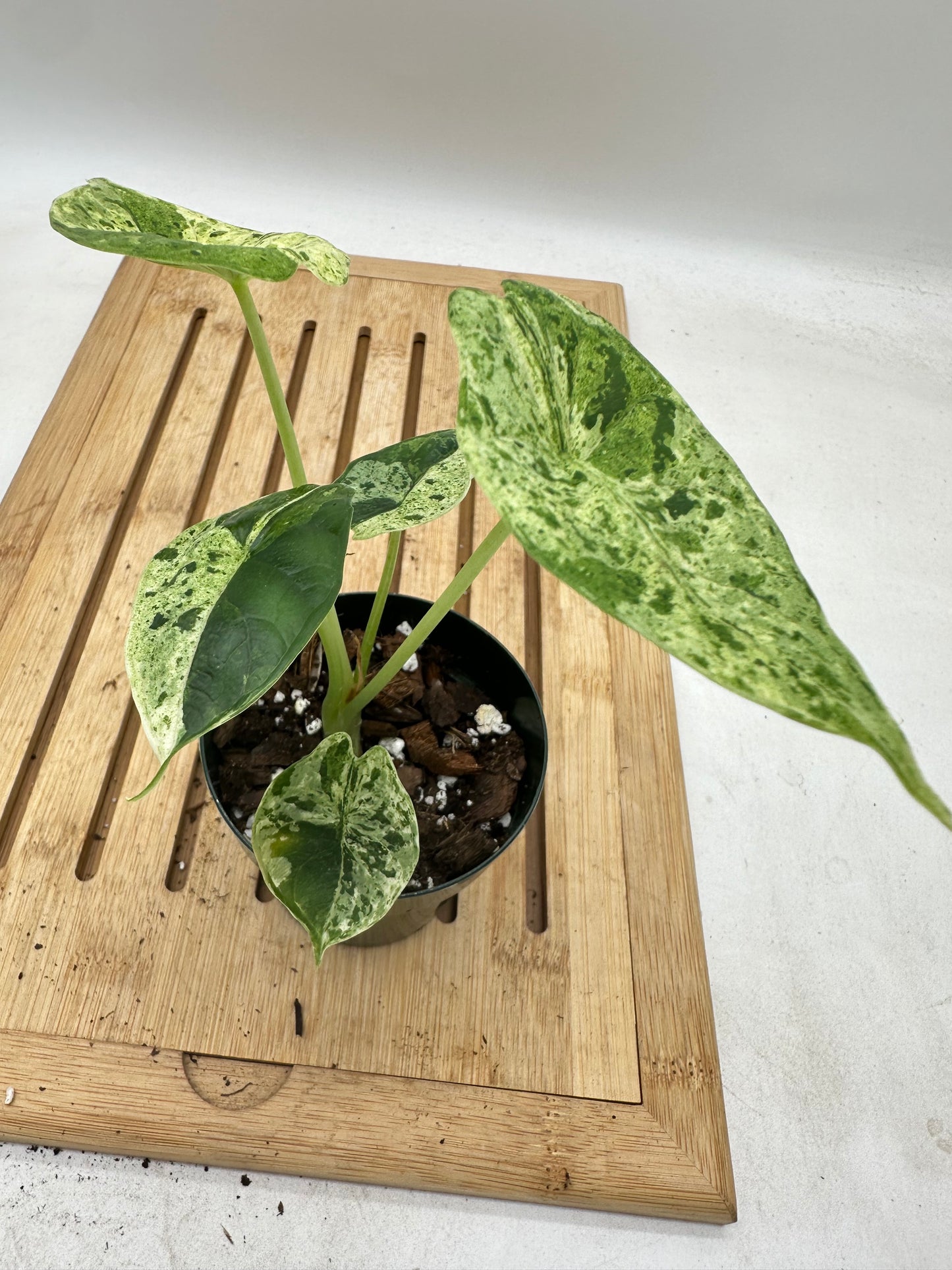 Alocasia Dragon Scale Mint