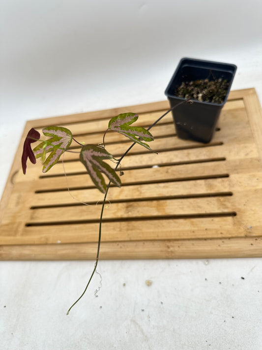 Passiflora Trifasciata (Purple)