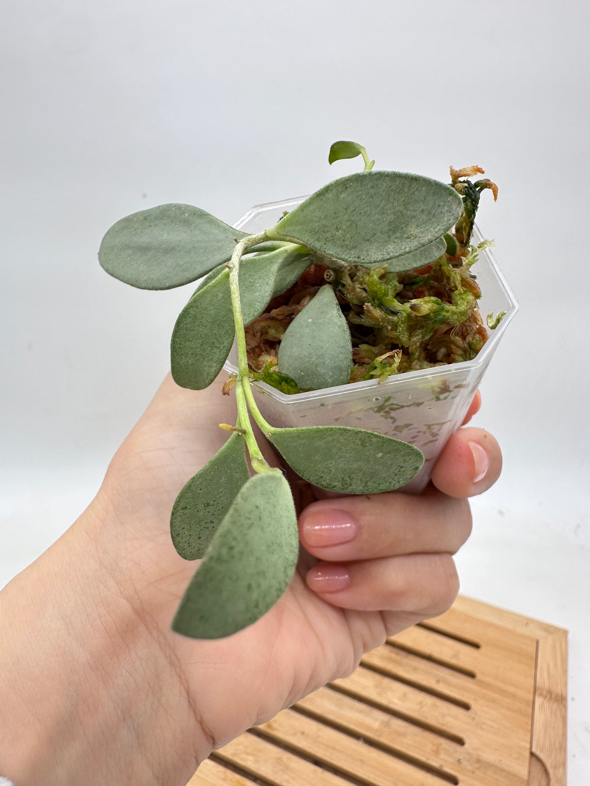Hoya Nummularioides Silver