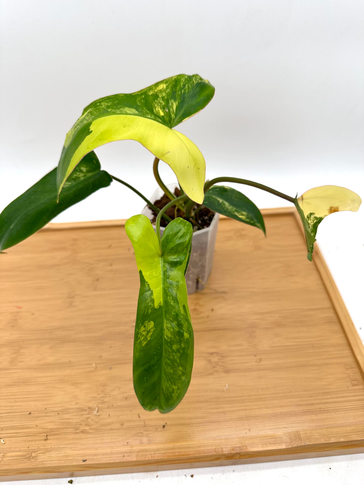 Philodendron FB x Paraiso Verde Variegated