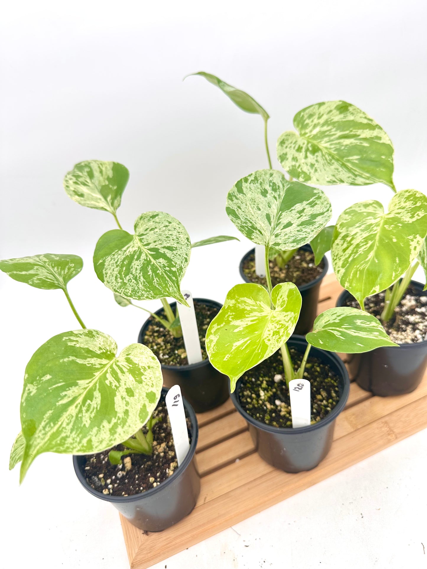 Monstera Bulbasaur in 4” Pot
