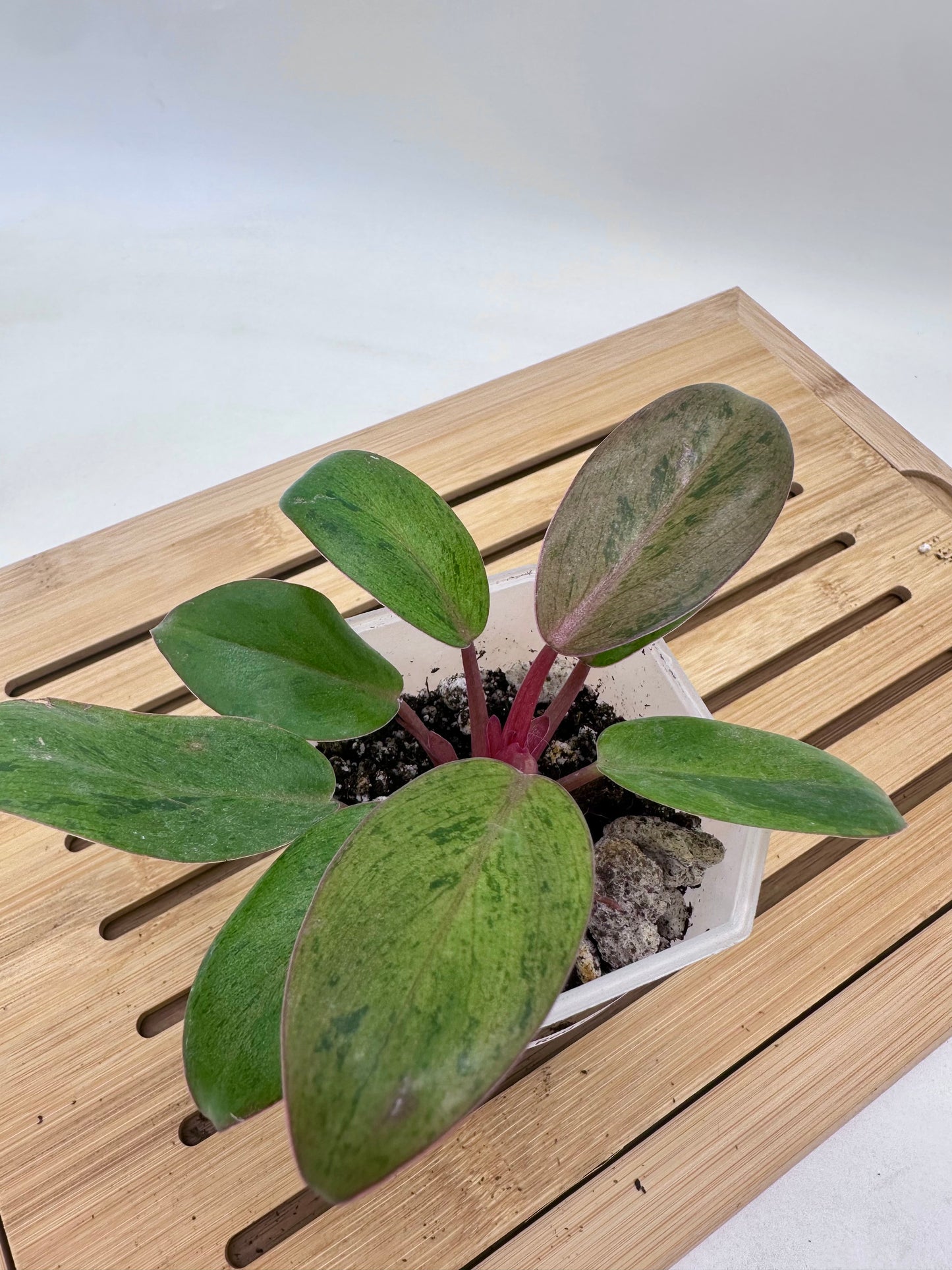 Philodendron Red Congo Dwarf Mint Variegated