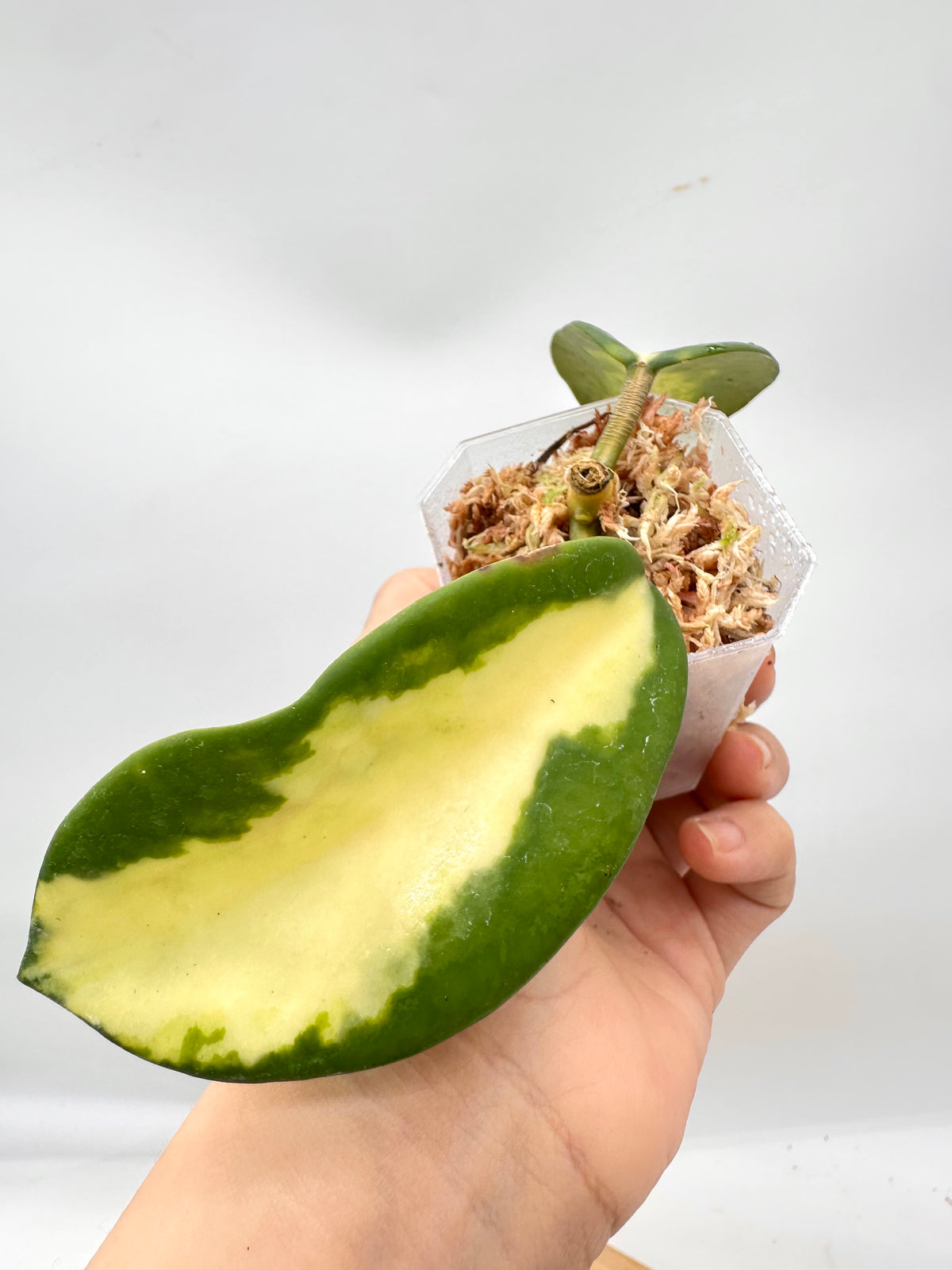Hoya Diversifolia ‘Maharini’