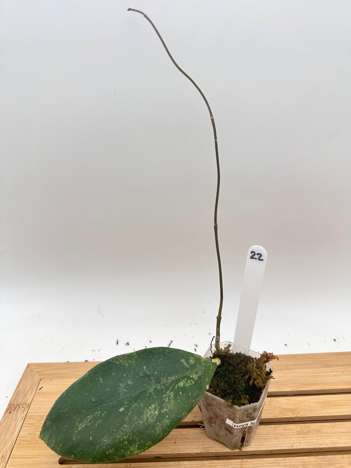 Hoya Previously Vitellinoides