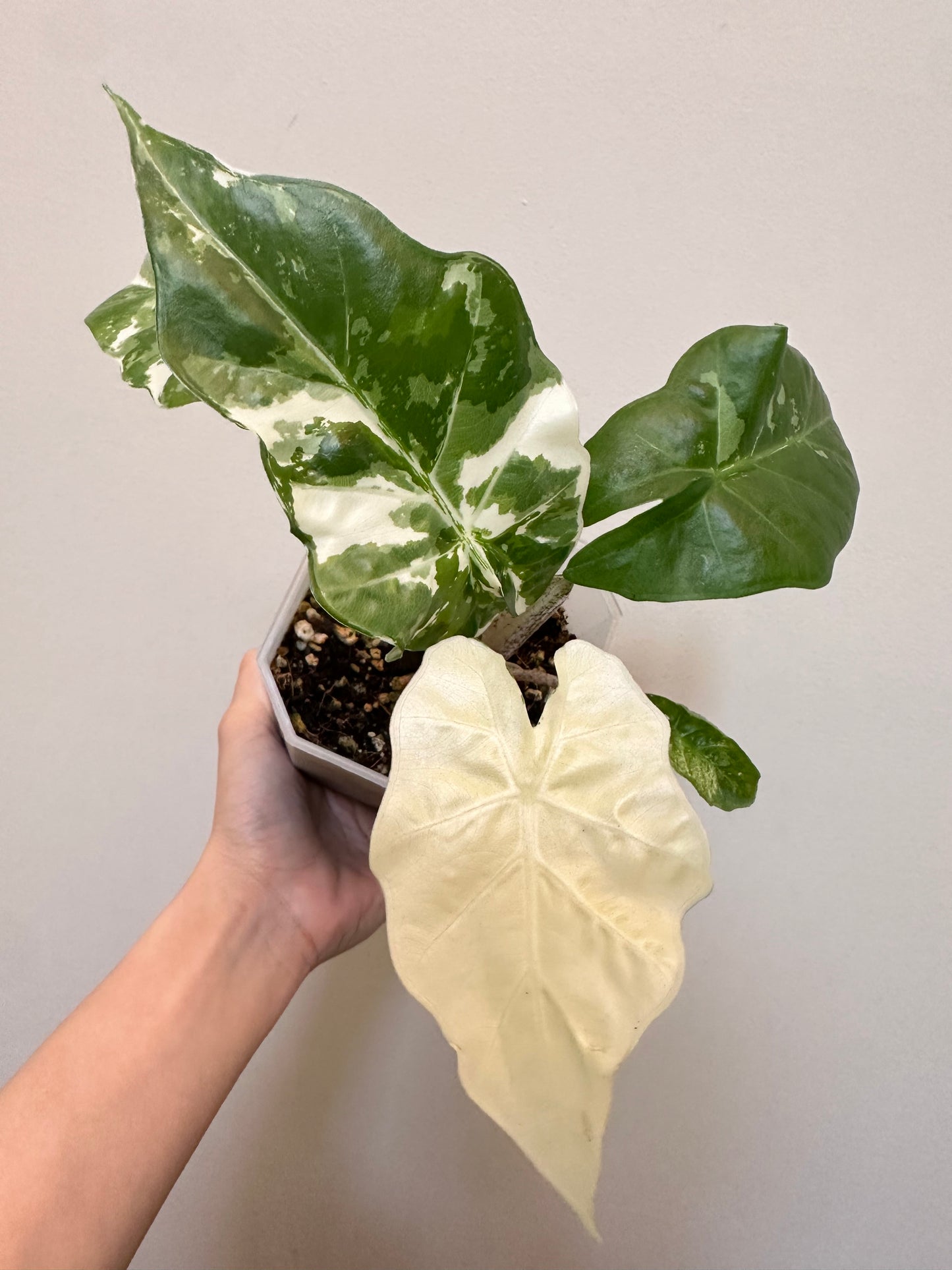 Alocasia Low Rider Albo Variegated
