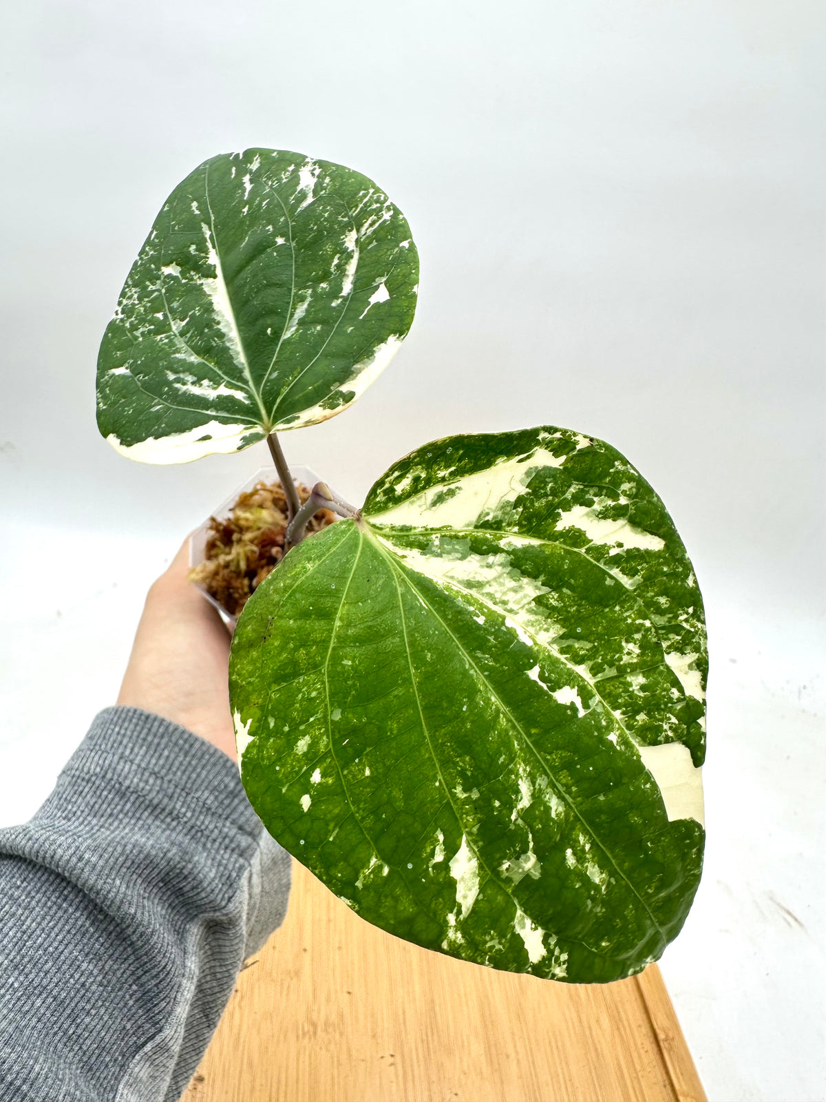 Piper Nigrum Albo Variegated