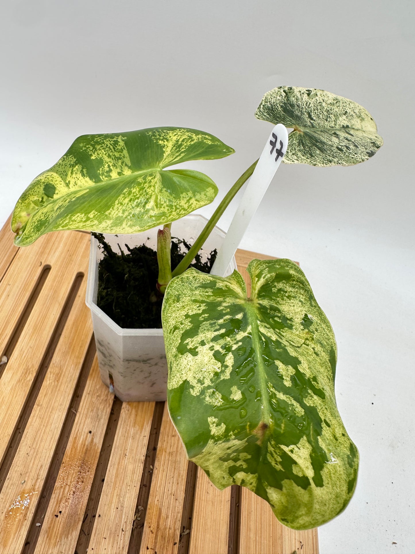 Philodendron Ilsemanii Variegated
