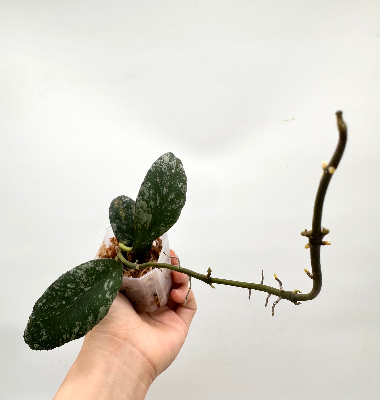 Hoya Cloudy Sky