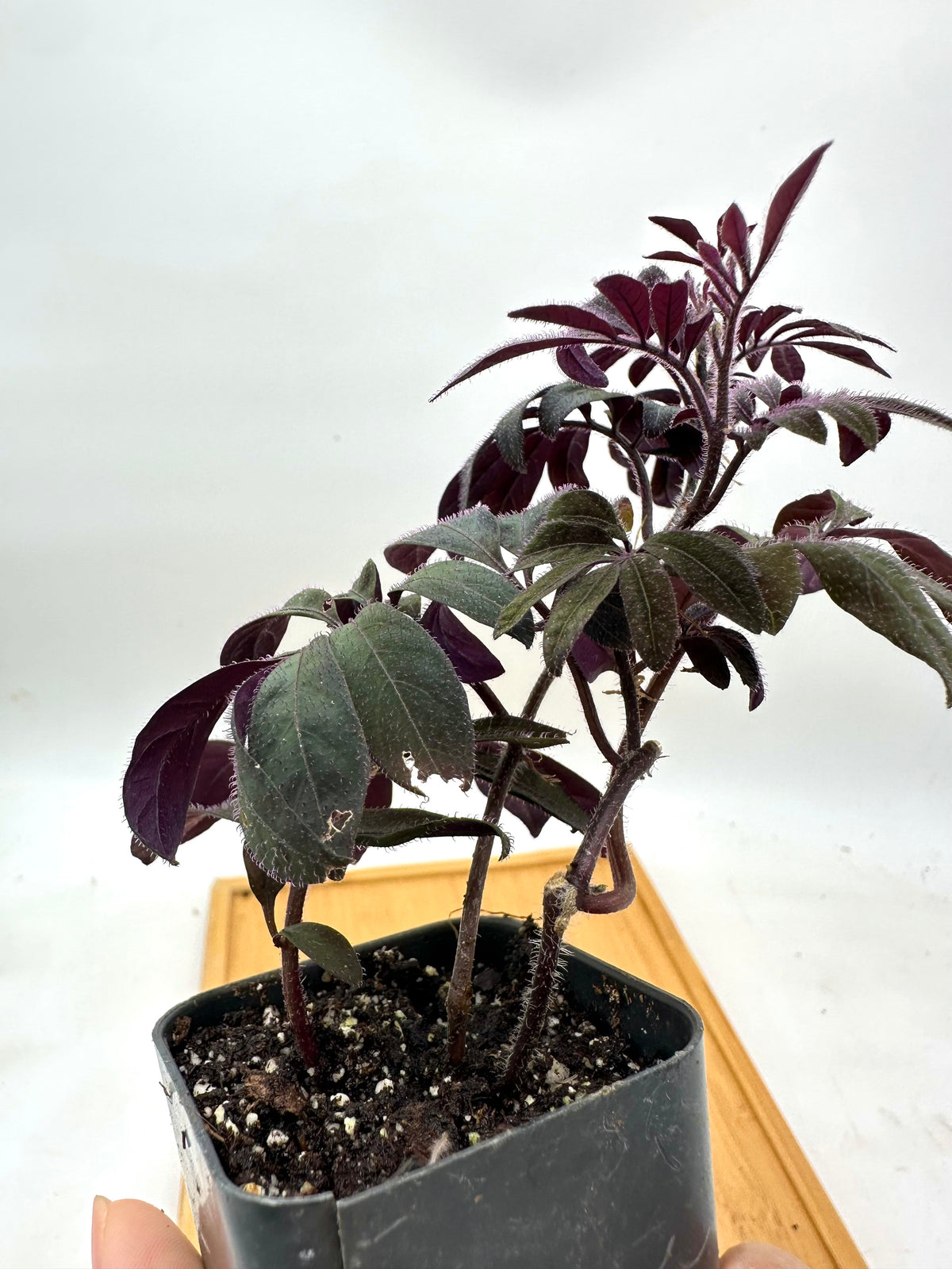 Solanum Uleanum