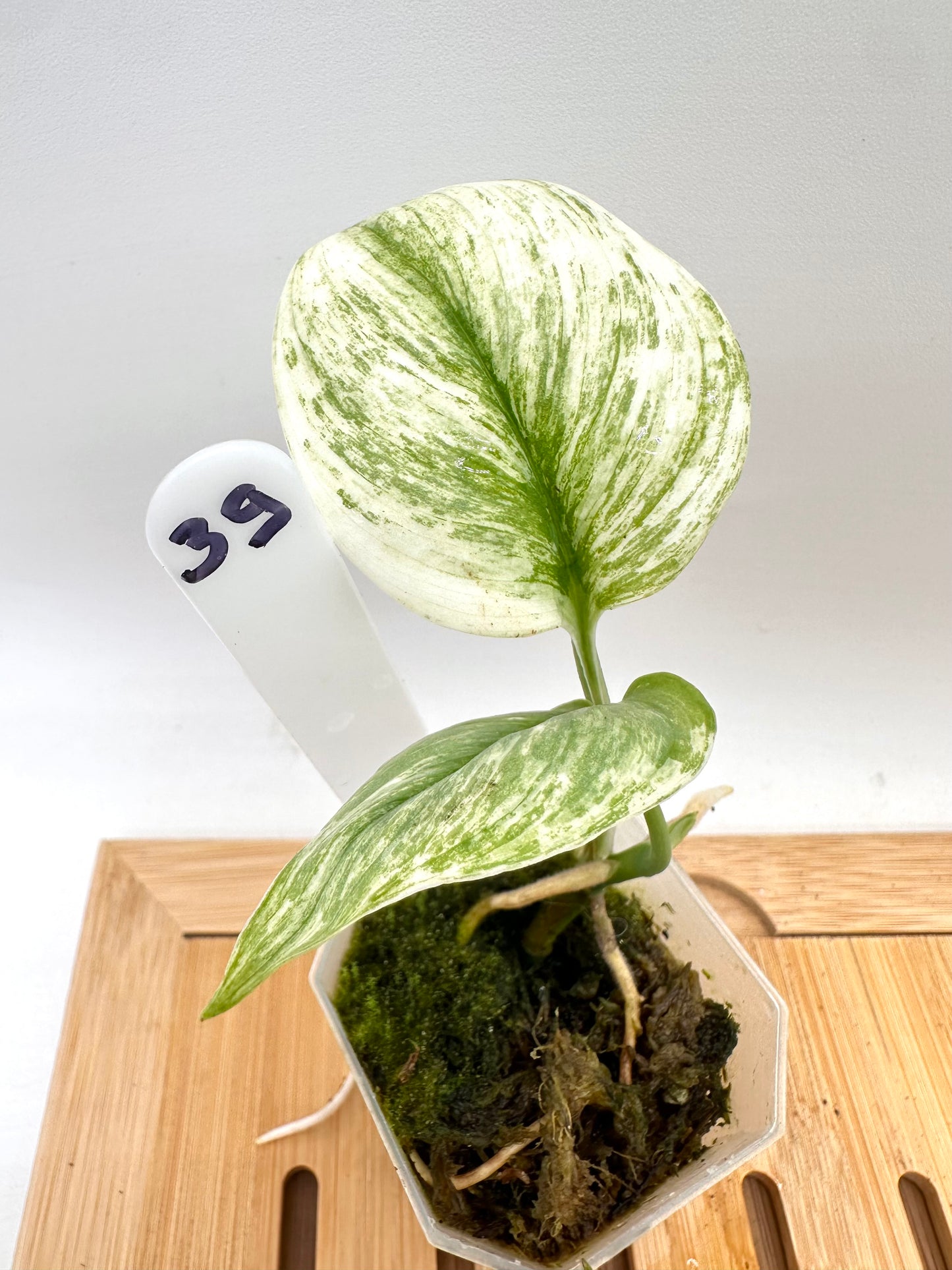 Scindapsus Super Star 039