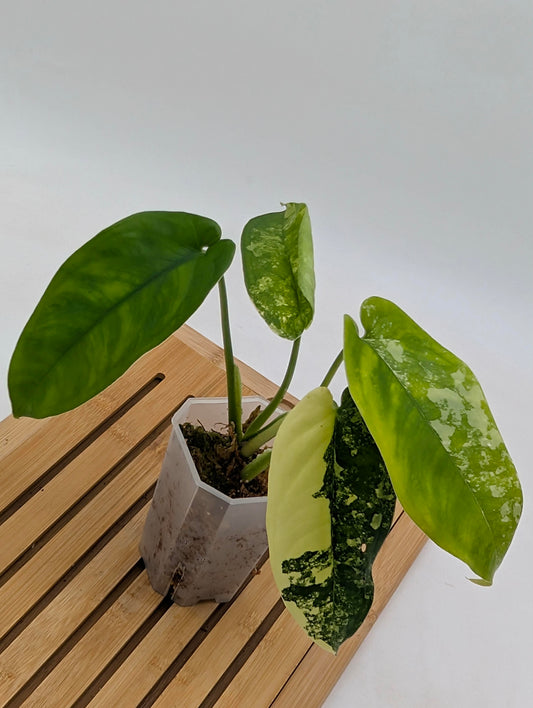 Syngonium Chiapense Albo Variegated
