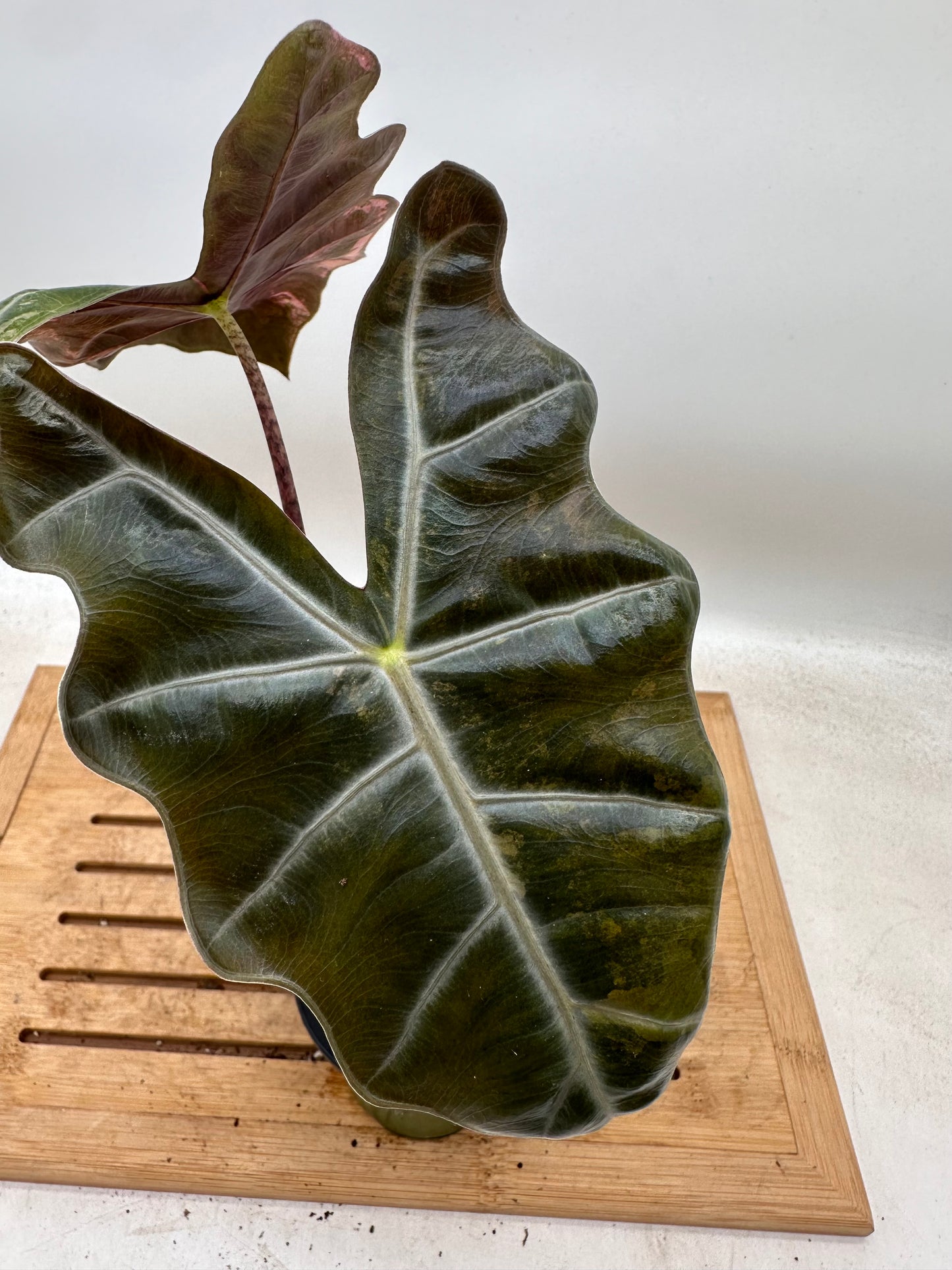 Alocasia Sanderiana Pink Variegated - has extra corm(s)