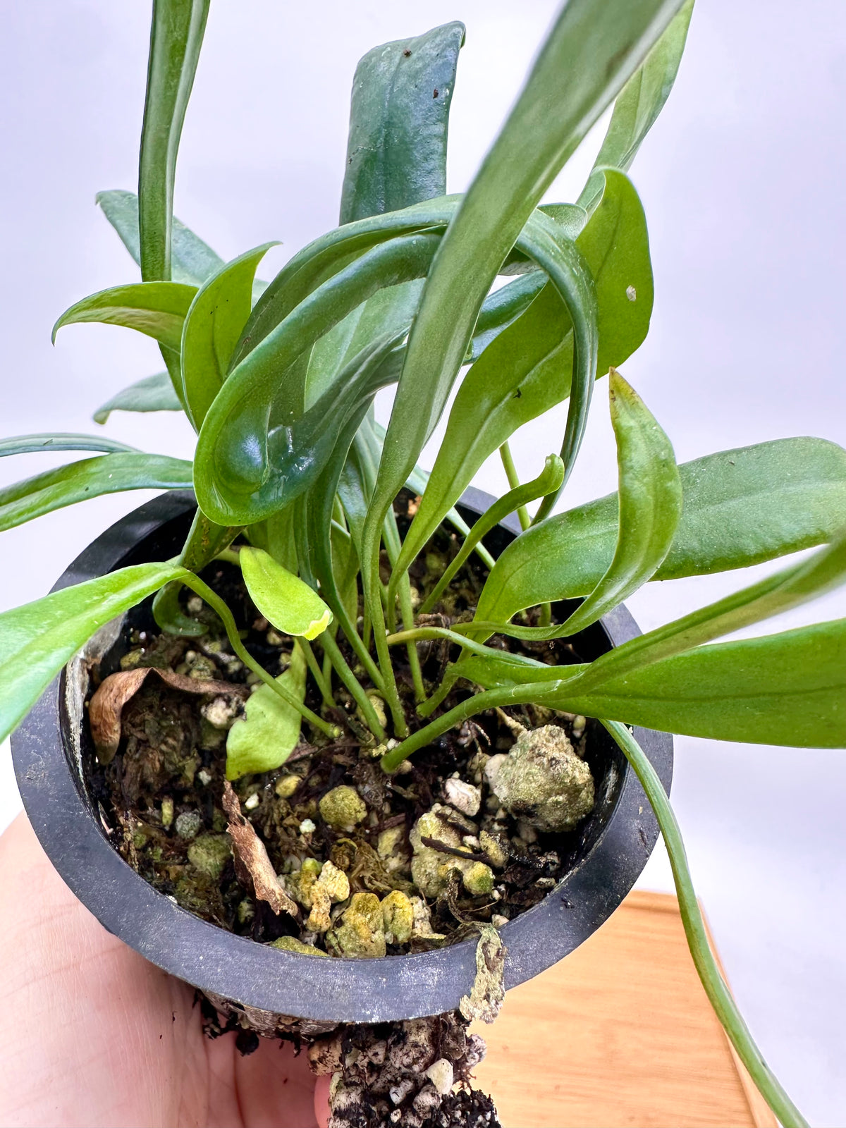 Blue Oil Fern