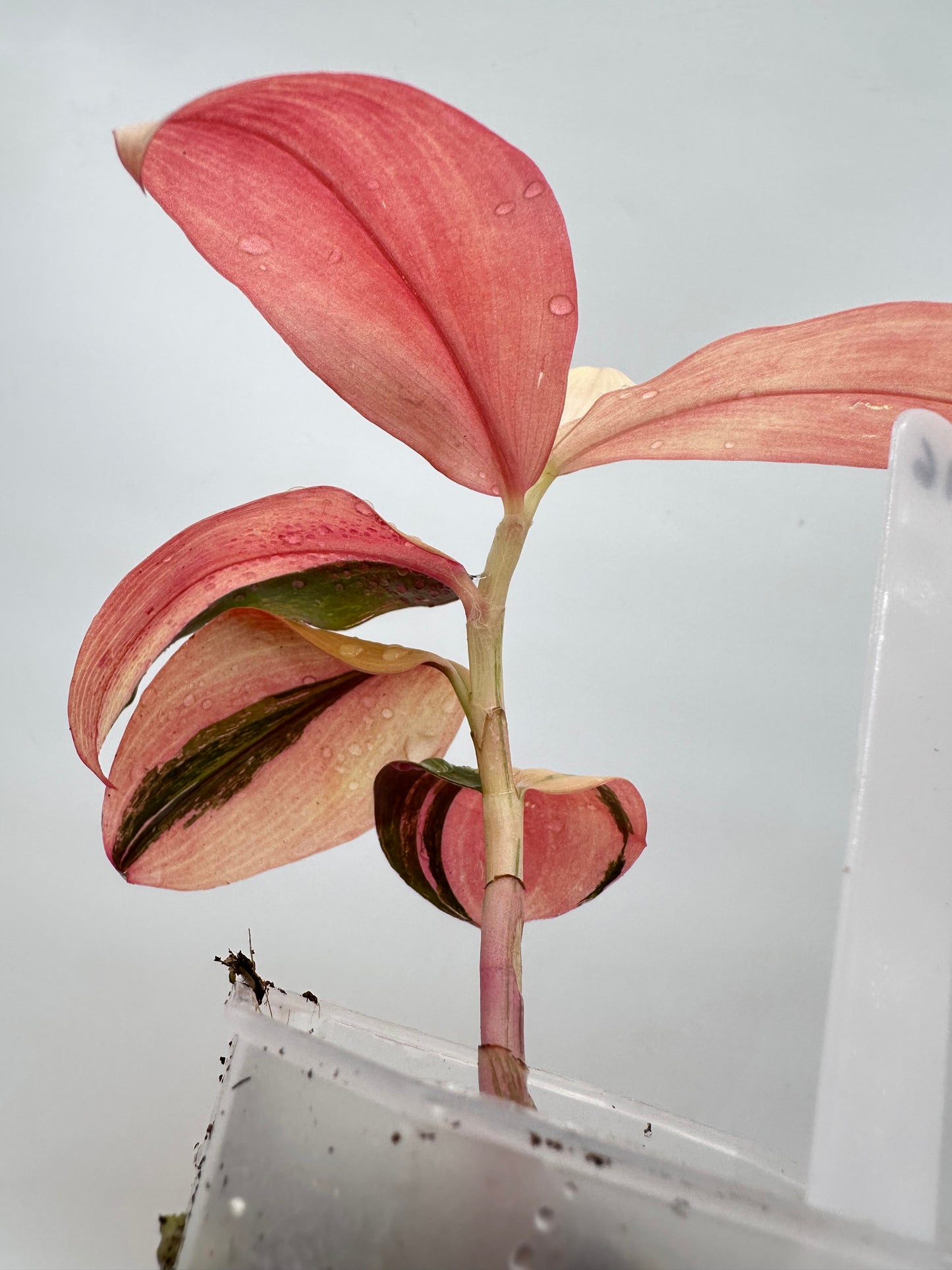Spiral Ginger Pink Variegated
