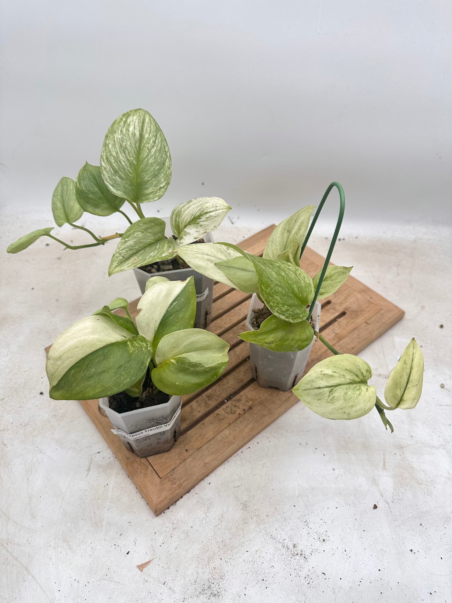 Combo Sale - Scindapsus Treubii Variegated Varieties