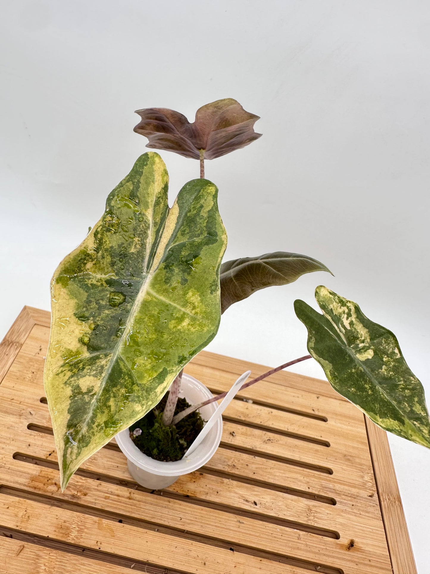 Alocasia Psuedo Sanderiana Variegated