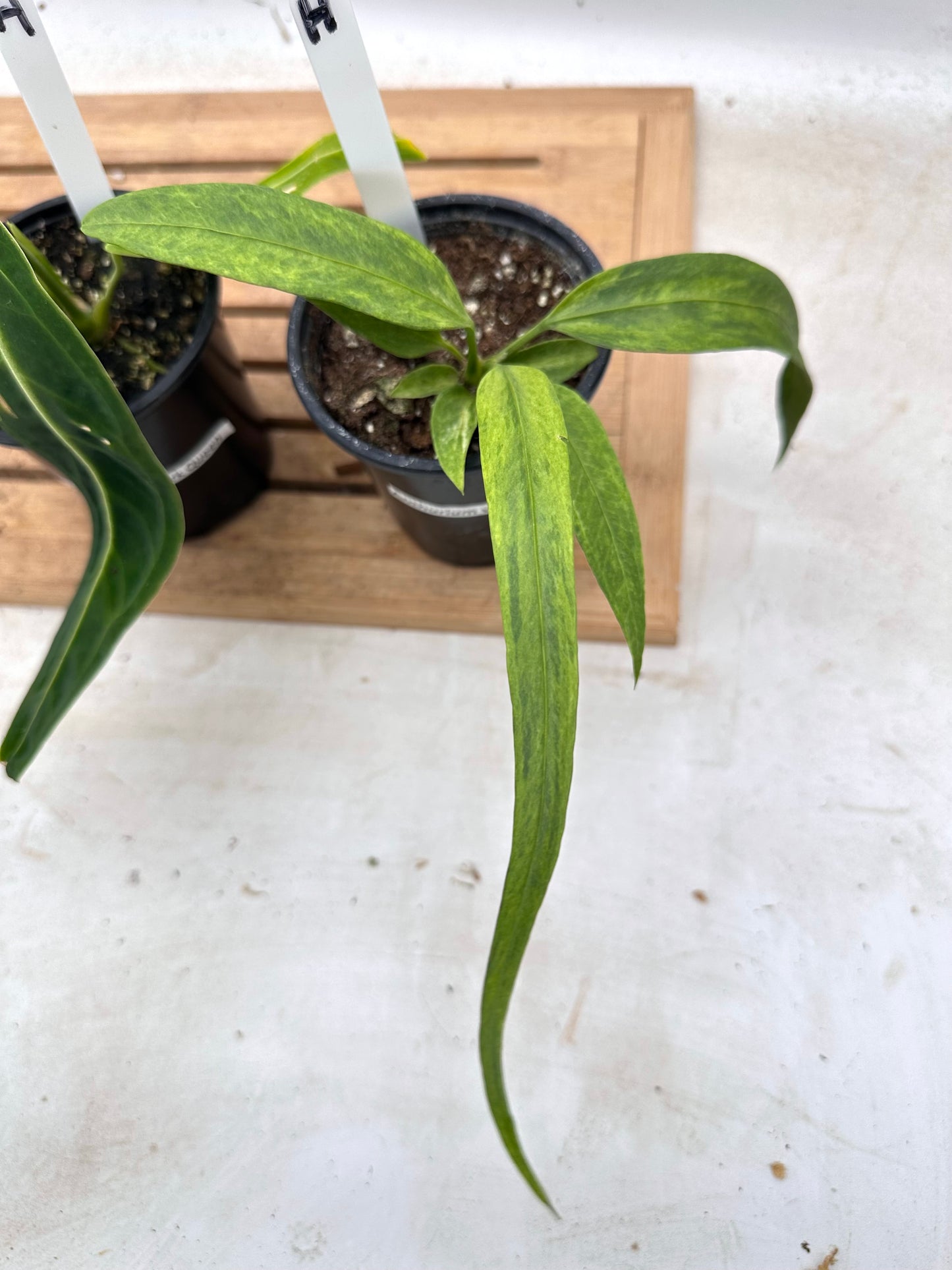 Combo Sale - Anthurium Warrocquenum Queen & Vittarifolium Variegated