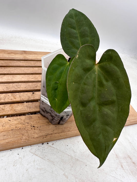 Anthurium Dark Phoenix X Blue Papillilaminum