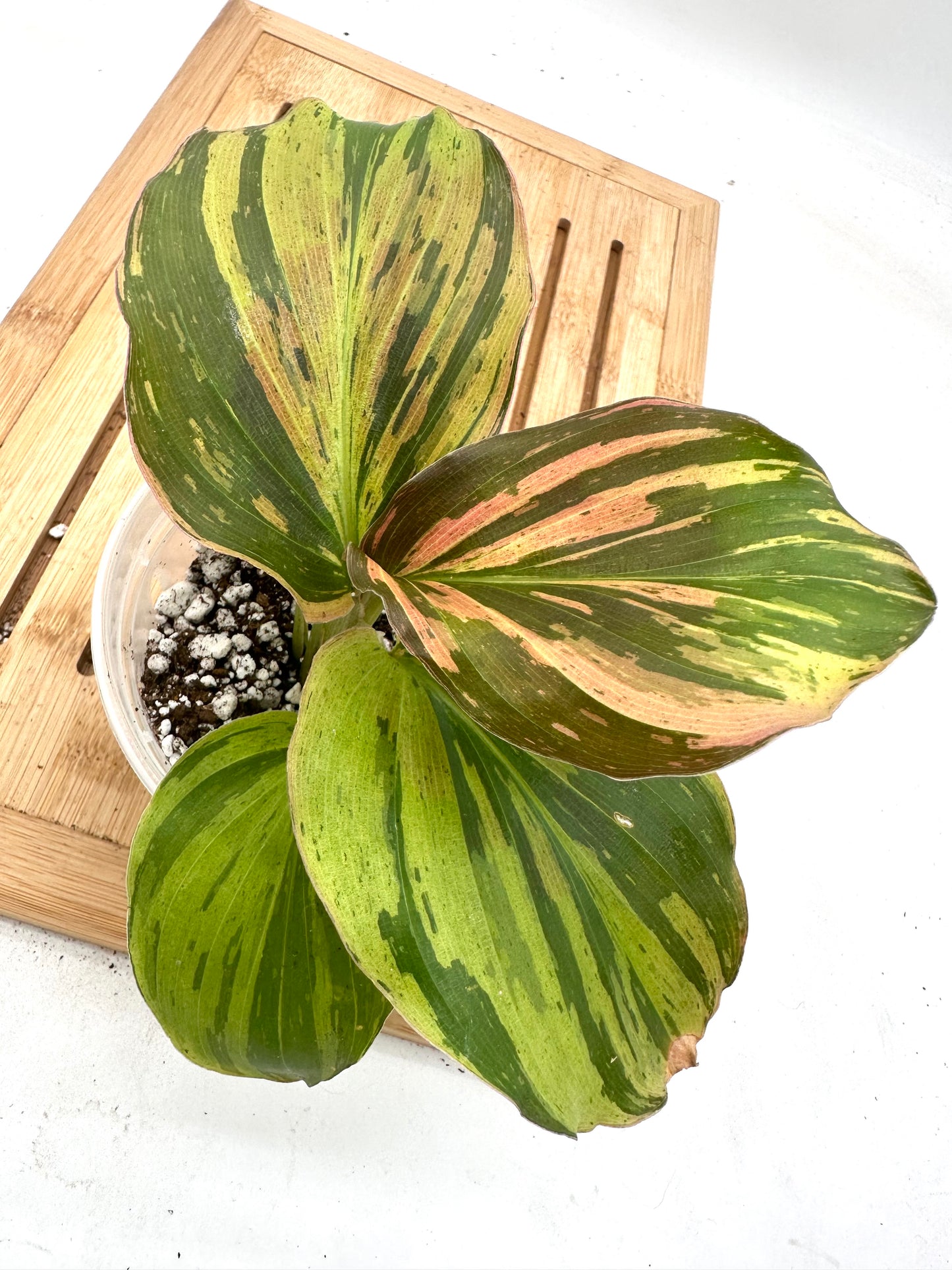 Thanksgiving Sales - Variegated Kaempferia